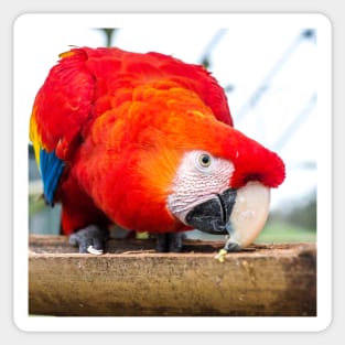 Macaw Parrot Sticker